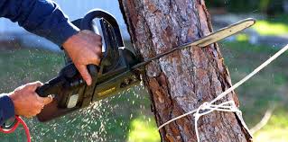 Best Pest Control for Lawns  in Elmira Heights, NY