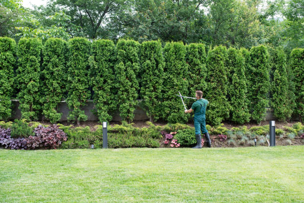 Best Tree Risk Assessment  in Elmira Heights, NY
