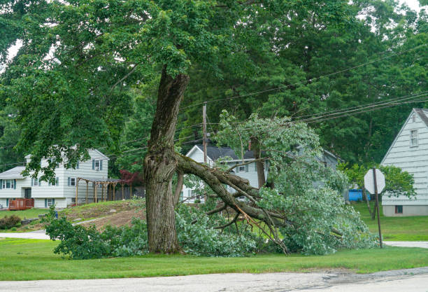 Best Firewood Processing and Delivery  in Elmira Heights, NY