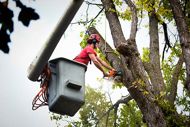 Reliable Elmira Heights, NY Tree Removal Solutions