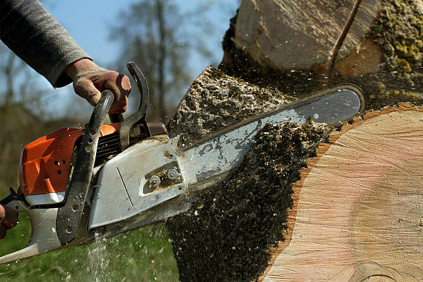 Best Tree Trimming and Pruning  in Elmira Heights, NY